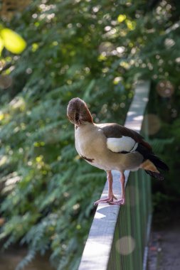 Egyptian goose (Alopochen aegyptiacus) at a pond in nature clipart