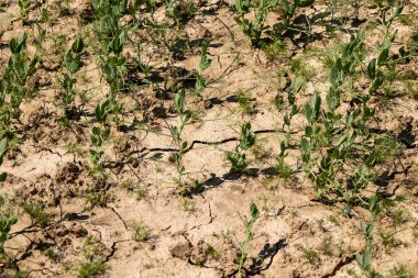 Yağmur yağmadığı için kuru toprakta çatlaklar var. Çatlaklı çorak toprak.