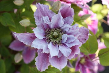 Bahçede yetişen güzel çiçekler, yaz konsepti.