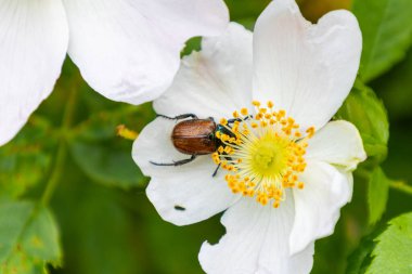 Beyaz bir çiçekten nektar toplayan bir arının yakın plan fotoğrafı.