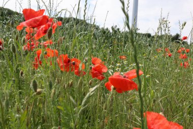 Kırmızı gelincikler tarlada
