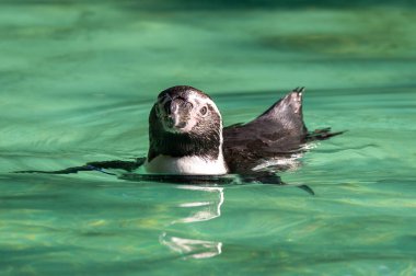 bir Karadeniz pengueni (sfenmercus mersus) yüzüyor