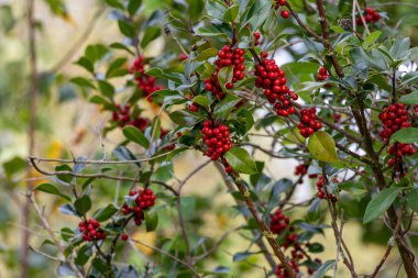 Bahçede bir çalı üzerinde viburnum kırmızı meyveleri