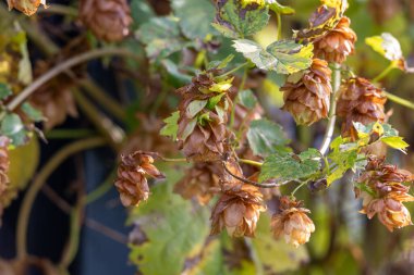 Bahçede hoplayıp zıplıyor. seçici odak.