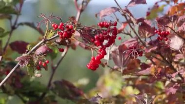 Güzel botanik fotoğrafı, doğal duvar kağıdı.