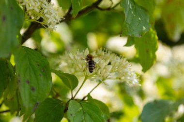 Cornus sanguinea - red dog plant with flower and full leaf. Cornus drummondii, with tiny white flowers. Flowering shrub of Cornus controversy in the spring garden. clipart