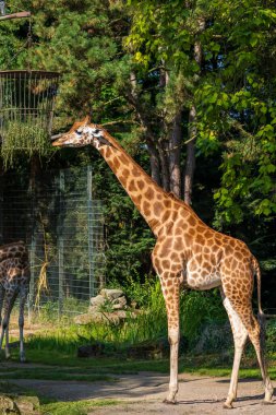 Kameraya bakarak bazı yeşil ağaçların önünde bir zürafa Close-Up