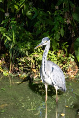 Kuş yaşamının en güzel şekli: vahşi doğadaki gri balıkçıllar.