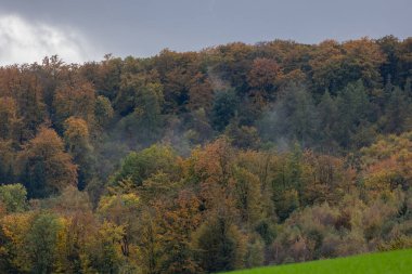 Sisli sonbahar ormanı manzarası