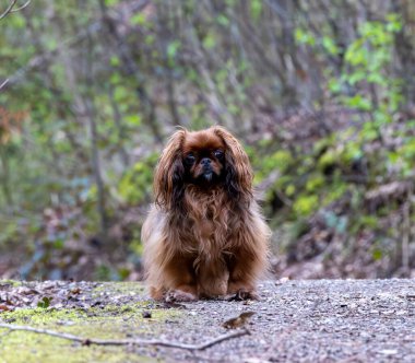 Parkta yürüyüş yapan Pekin köpeği. Sığ alan derinliği
