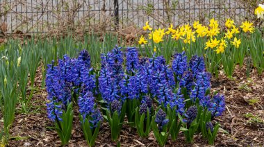 Hyacinthus oryantalis bir çayırda mavi çiçekler