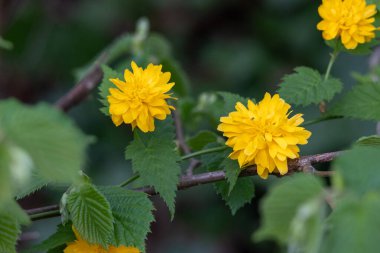 Sarı bir çiçek dalın üzerinde.