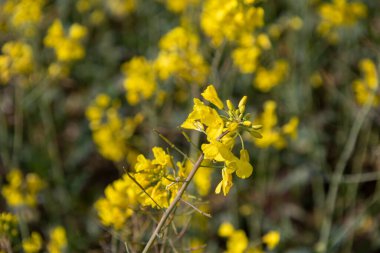 çiçekli kanola veya kolza alanı