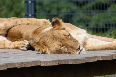 Sessiz bir an: aslan kendi kabininde uyuyor.