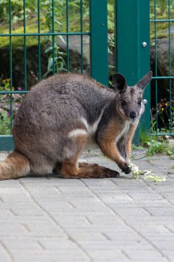 A kangaroo is standing in front of a green fence clipart