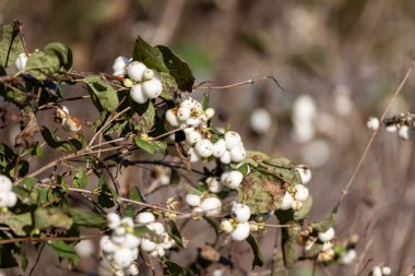 Zarif çiçek aranjmanları için beyaz viburnum üzümleri