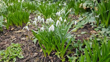 Beyaz Galanthus (kar damlaları) ilkbaharda açan çiçekler