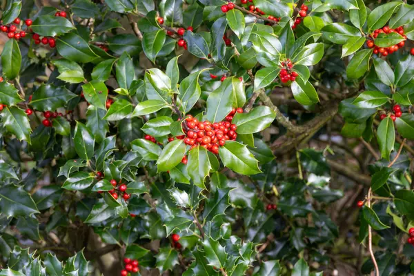 Kırmızı böğürtlenli Holly ağacı dalı (German European Holly). seçici odak