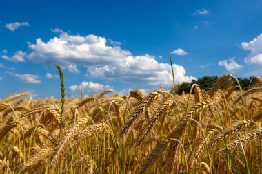 Altın kulaklı buğday tarlası
