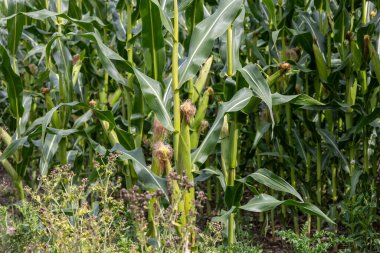 Mısır tarlasında mısır koçanı yakın plan..