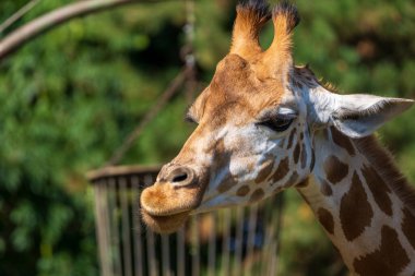 Close-up of a giraffe in front of some green trees, looking at the camera clipart