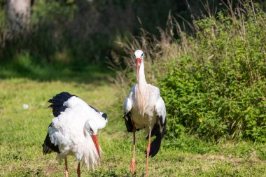 Beyaz leylek (Ciconia ciconia) bir çayırda