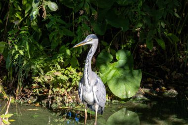 Kuş yaşamının en güzel şekli: vahşi doğadaki gri balıkçıllar.