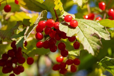 Güneşli bir günde olgun kırmızı viburum (viburum) meyveleri
