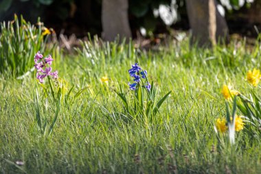 Hyacinthus oryantalis Çayırdaki beyaz çiçekler