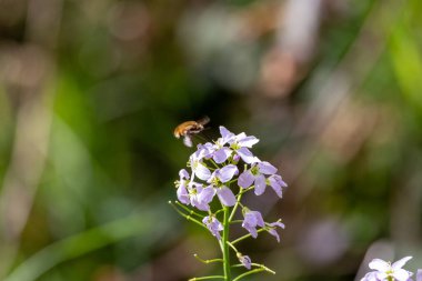 Mayflower tomurcukları (Cardamine pratensis).