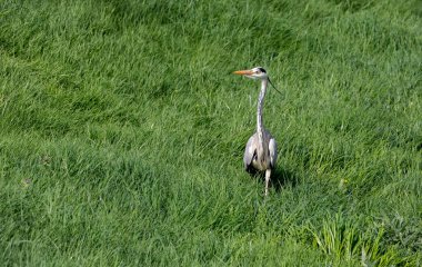 Büyük bir kuş uzun otların arasında yürüyor.