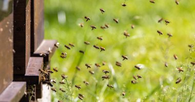 İniş tahtalarına uçan arılarla arı kovanında.