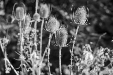 Dipsacus fullonum, sonbaharda yabani çay bitkisi
