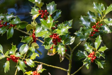 Kırmızı böğürtlenli Holly ağacı dalı (German European Holly). seçici odak