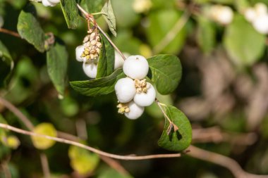 Zarif çiçek aranjmanları için beyaz viburnum üzümleri