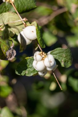 Zarif çiçek aranjmanları için beyaz viburnum üzümleri