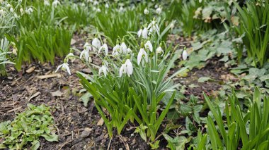 Beyaz Galanthus (kar damlaları) ilkbaharda açan çiçekler