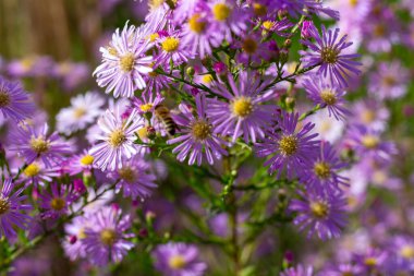 Purple flowers of a Michaelmas daisy in the garden. clipart