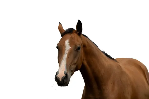 beyaz zemin üzerinde at