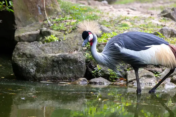 Parkta taçlandırılmış vinç. Hayvanat bahçesindeki kuş.