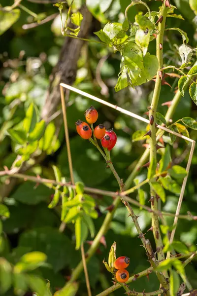 Sonbahar güllük gülistanlık çalı, meyveli Rosa canina