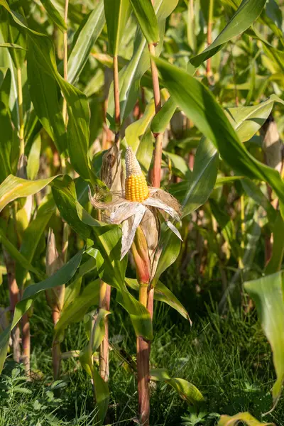 Mısır tarlasında mısır koçanı yakın plan..