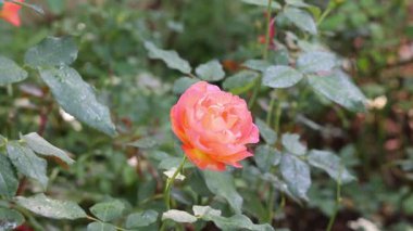 Doğada güzel çiçekler, faunada bitki örtüsü