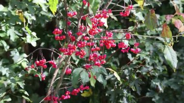 Ağaçtaki kırmızı meyveler