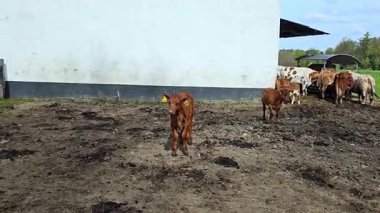 Beyaz inekli buzağı..