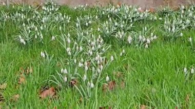 İlkbaharda ormanda beyaz kardamlası çiçekleri