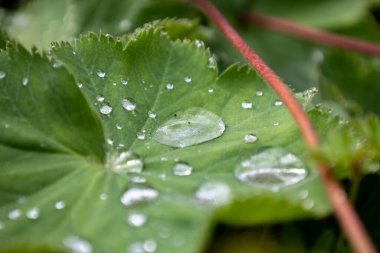 Yeşil bitki yaprakları üzerine ışıldayan su damlaları