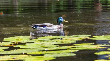 Mallard ördeği gölette nilüfer yaprakları arasında yüzüyor.