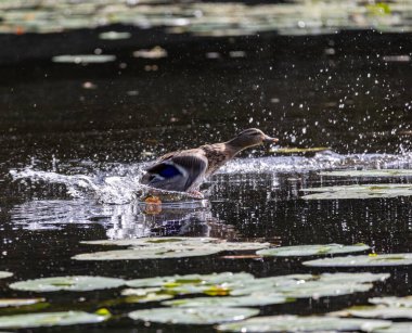 Dişi yaban ördeği su sıçratarak havalanıyor.