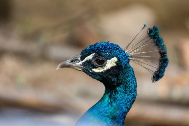 Bir tavus kuşu otlak bir alanda duruyor. Kuşun mavi bir kafası ve kahverengi bir vücudu vardır.